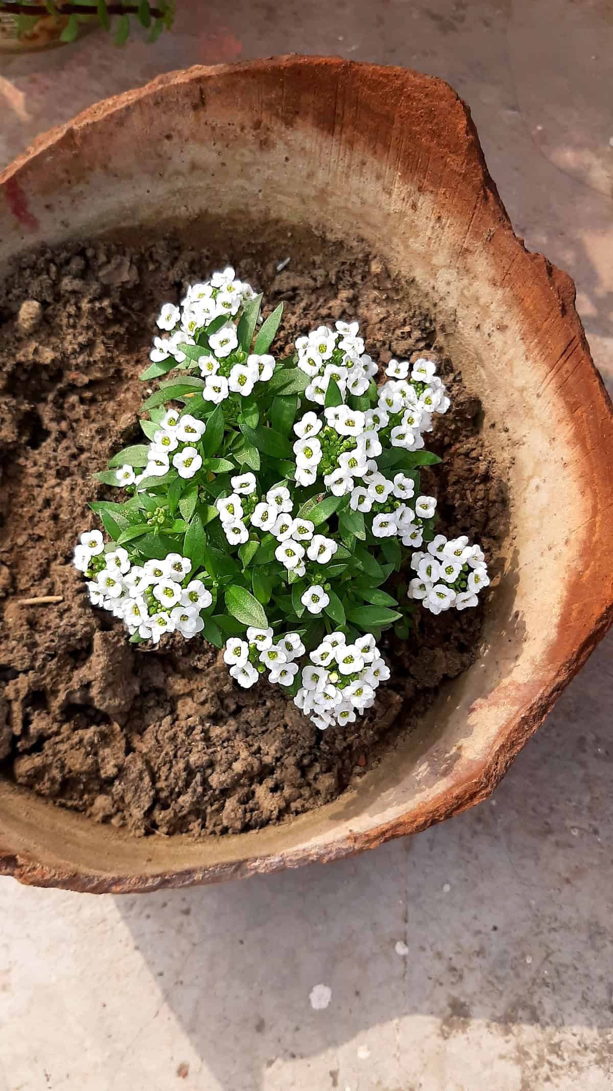 Sweet Alyssum Propagation