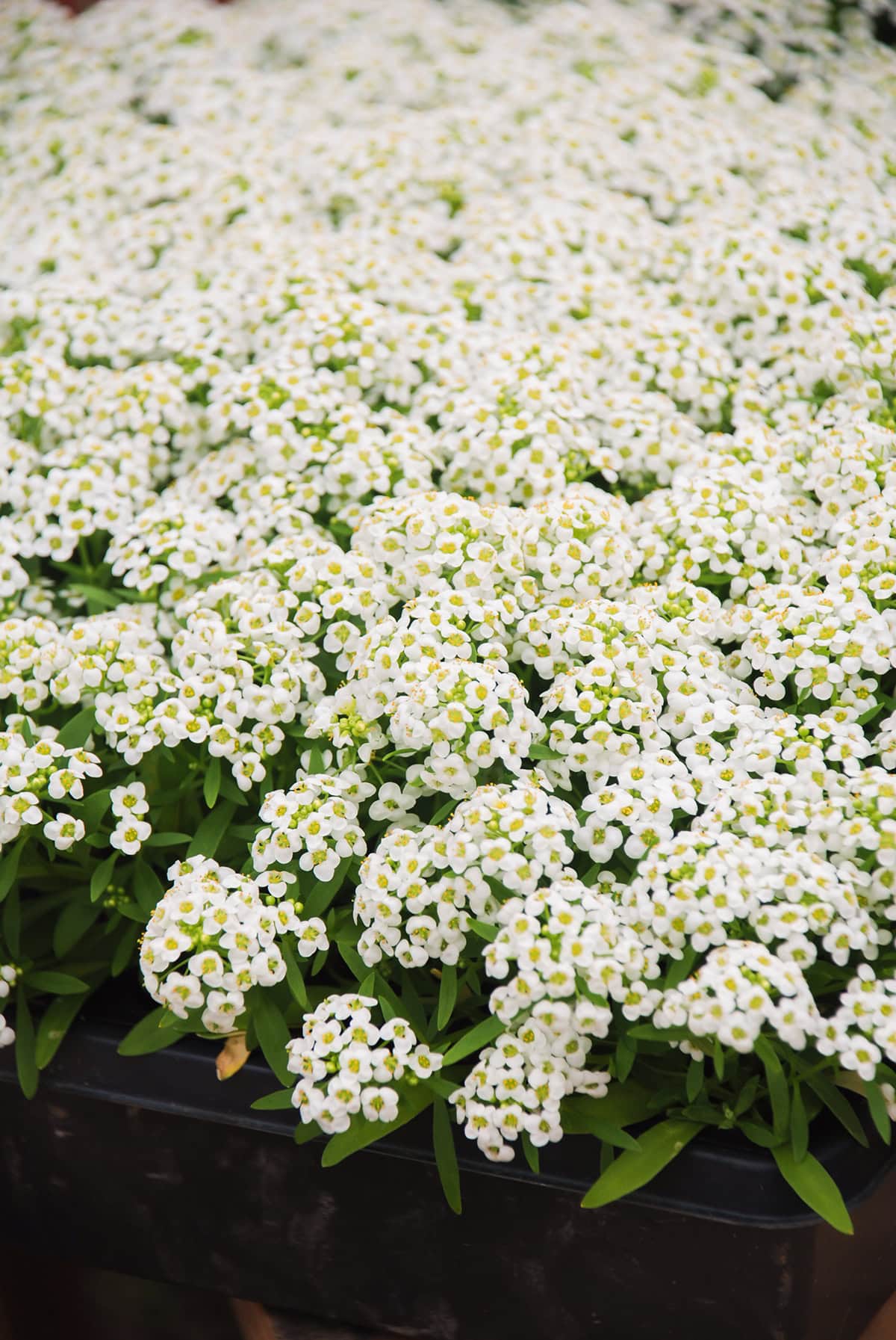 Sweet Alyssum Temperature and Humidity