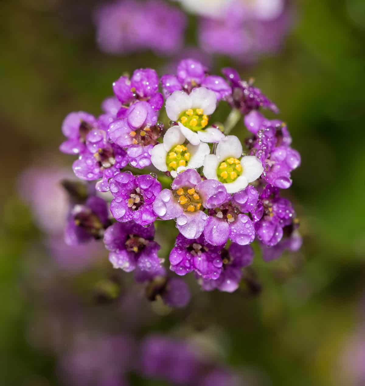 Sweet Alyssum Water
