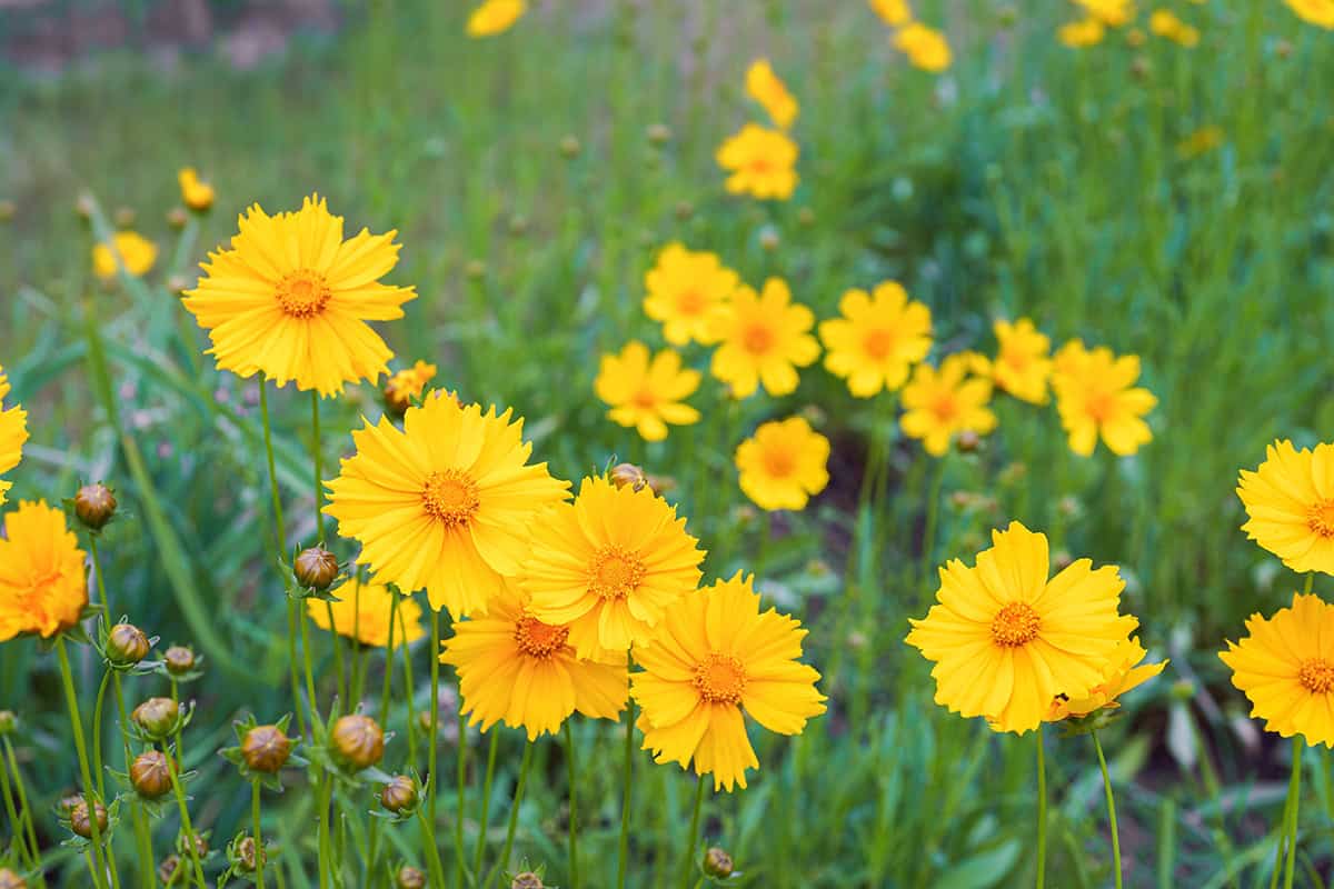 Tickseed (Coreopsis lanceolata)