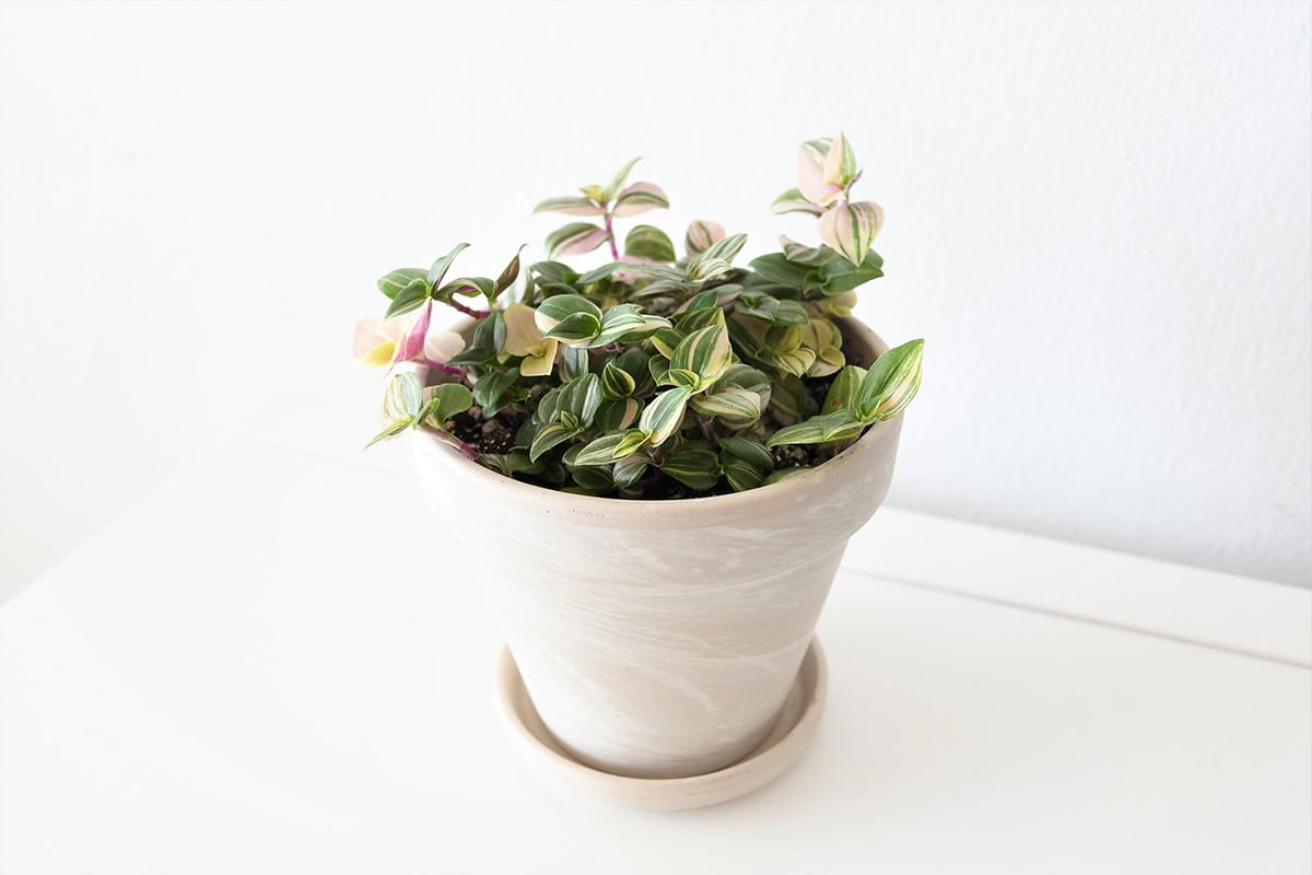 Wandering Dude (Tradescantia fluminensis)