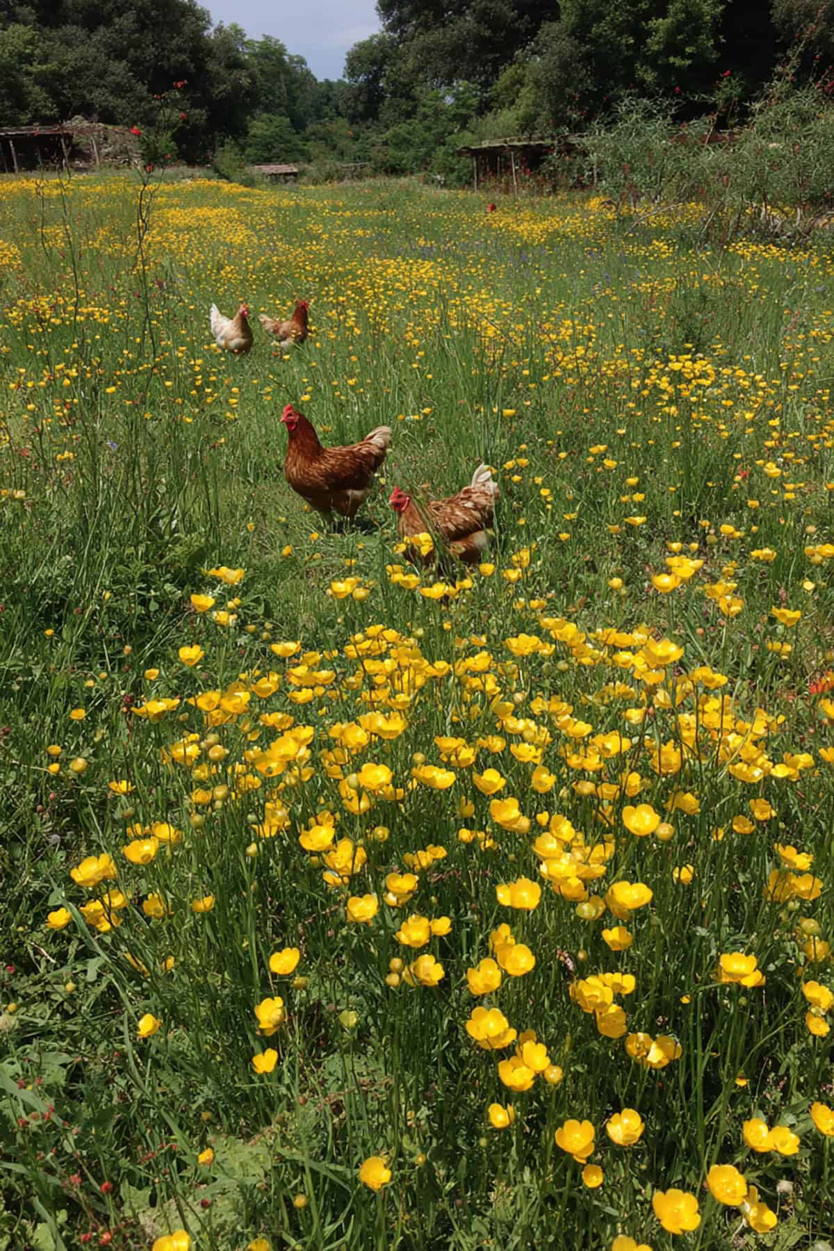 Buttercup meadow with chicken