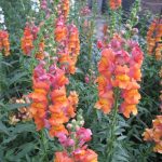 Flowers to Plant In September