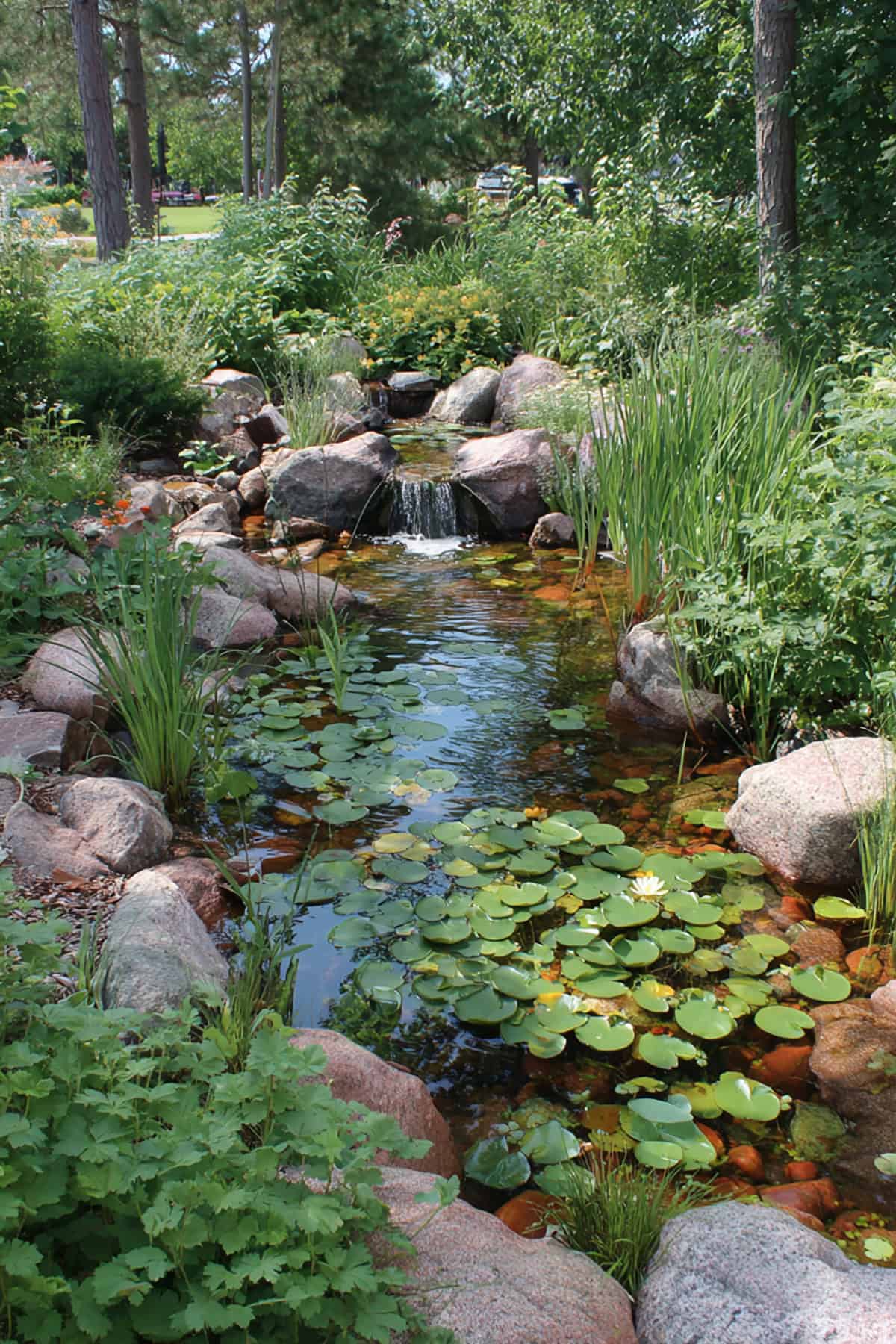 Hidden Pond with Lily Pads
