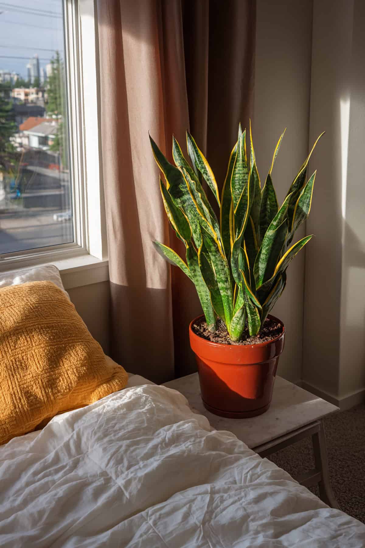 How To Care For a Snake Plant