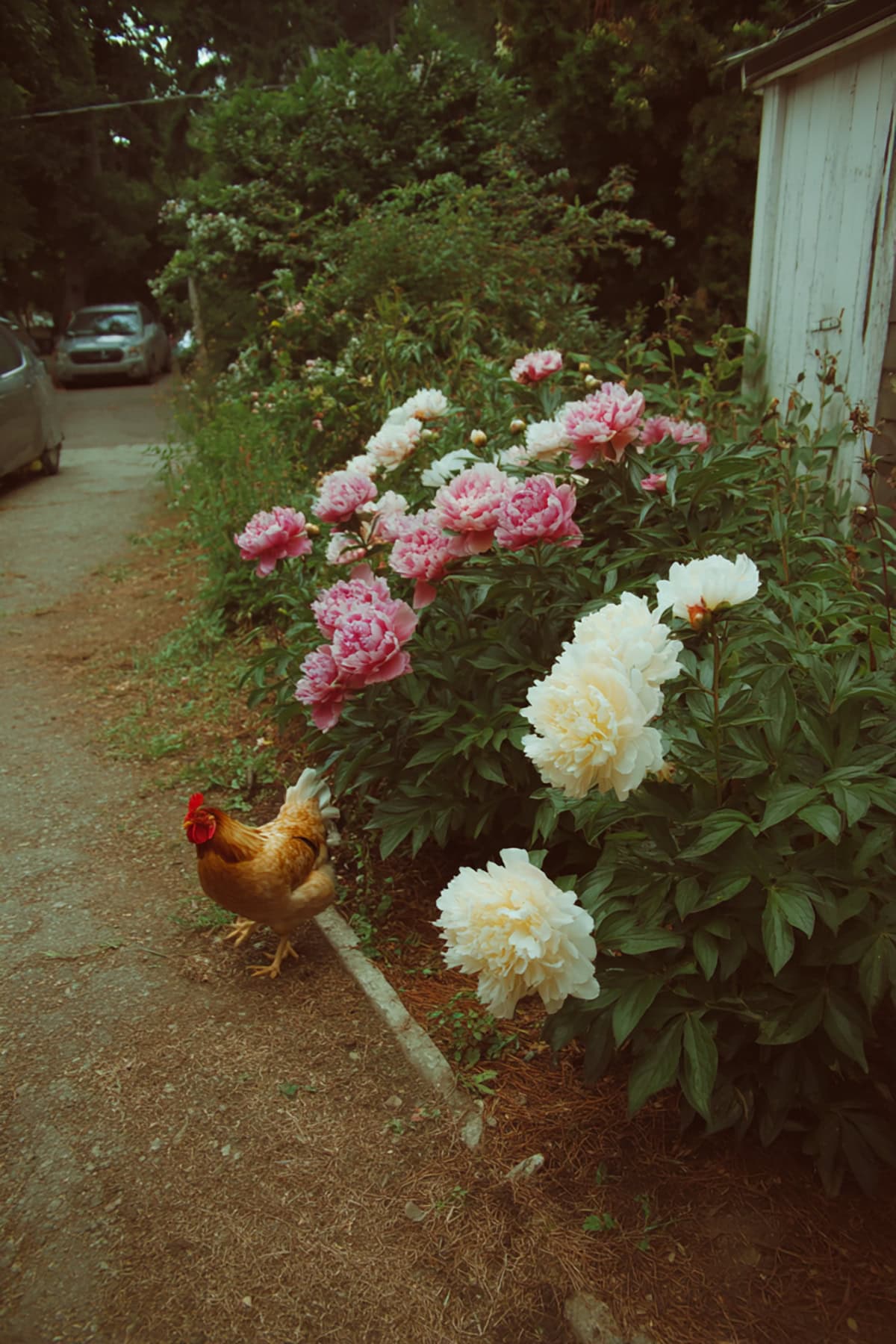 Peonies in full bloom with pink and white layers