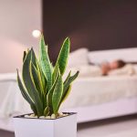 Snake Plant In the Bedroom