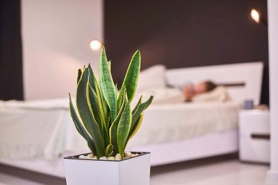 Snake Plant In the Bedroom