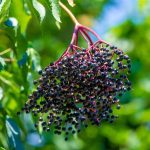 16 Common Elderberry Varieties to Grow