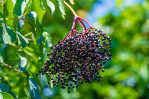 16 Common Elderberry Varieties to Grow