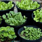 22 Common Herbs to Grow In Containers