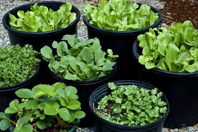 22 Common Herbs to Grow In Containers
