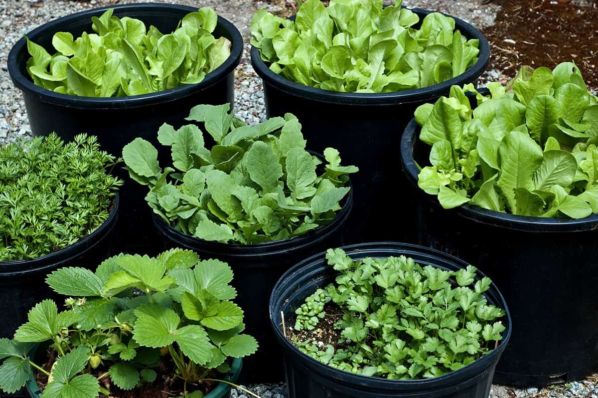 22 Common Herbs to Grow In Containers