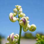 24 Best Plants That Twist and Turn