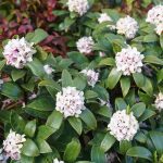24 Stunning Plants That Don’t Lose Leaves