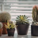25 Beauty Low Light Succulents