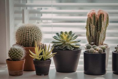 25 Beauty Low Light Succulents