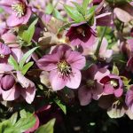 25 Best Frost Perennial Plants
