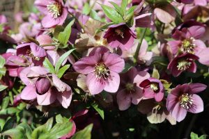 25 Best Frost Perennial Plants