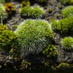 25 Types of Moss