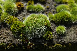 25 Types of Moss