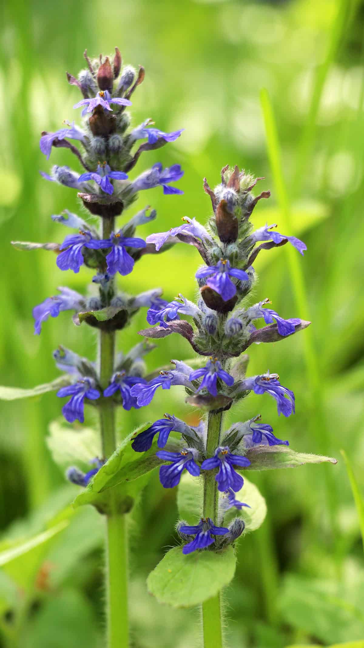 Ajuga (Ajuga reptans)
