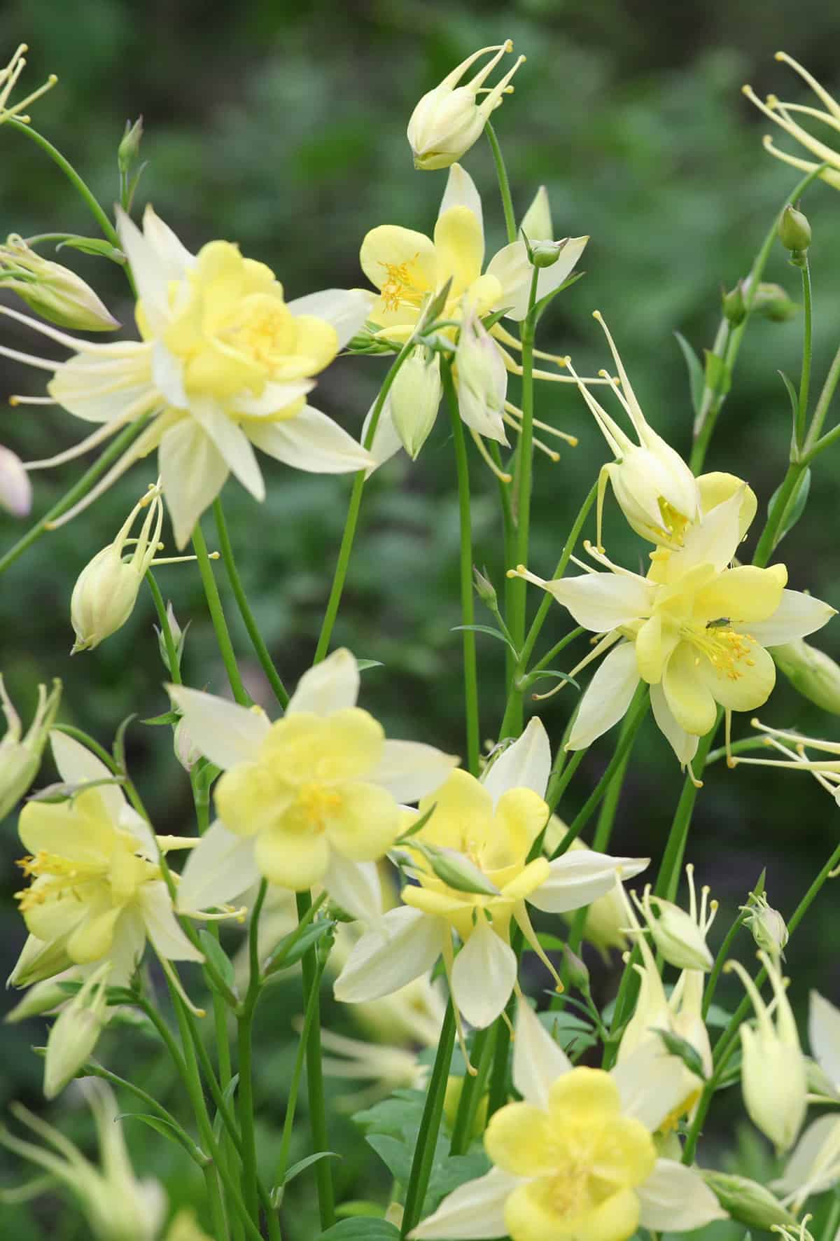 Aquilegia chrysantha (Golden Columbine)