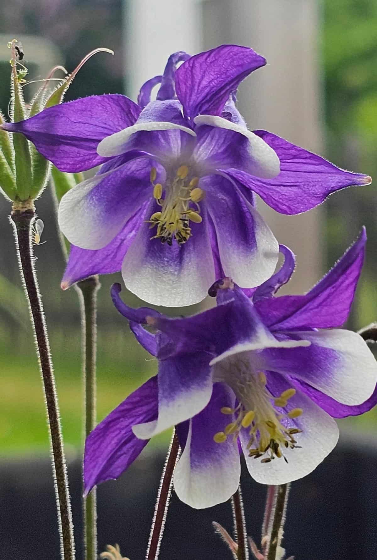 Aquilegia vulgaris (European Columbine)