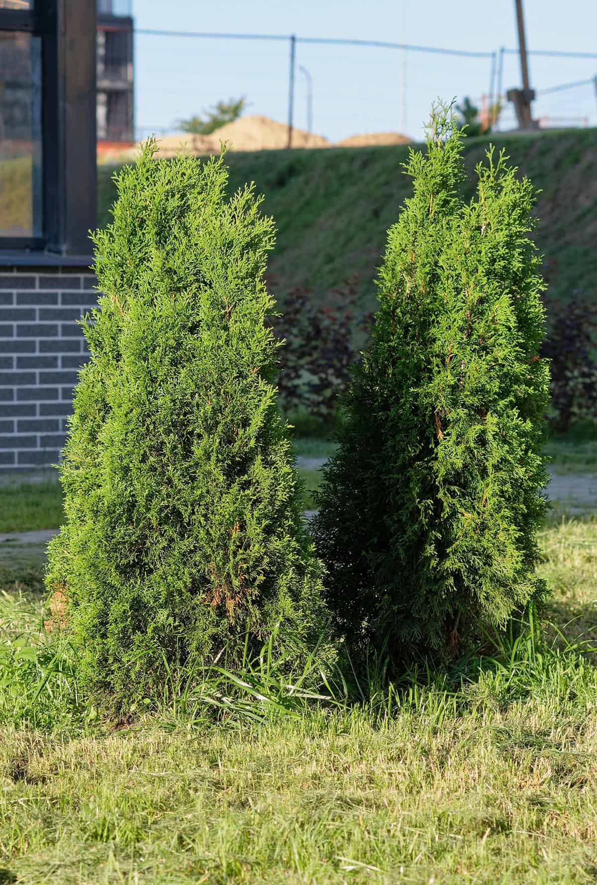 Arborvitae (Thuja spp.)