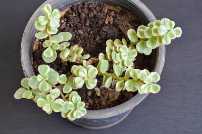 Are You Feeding Your Jade Plant Wrong