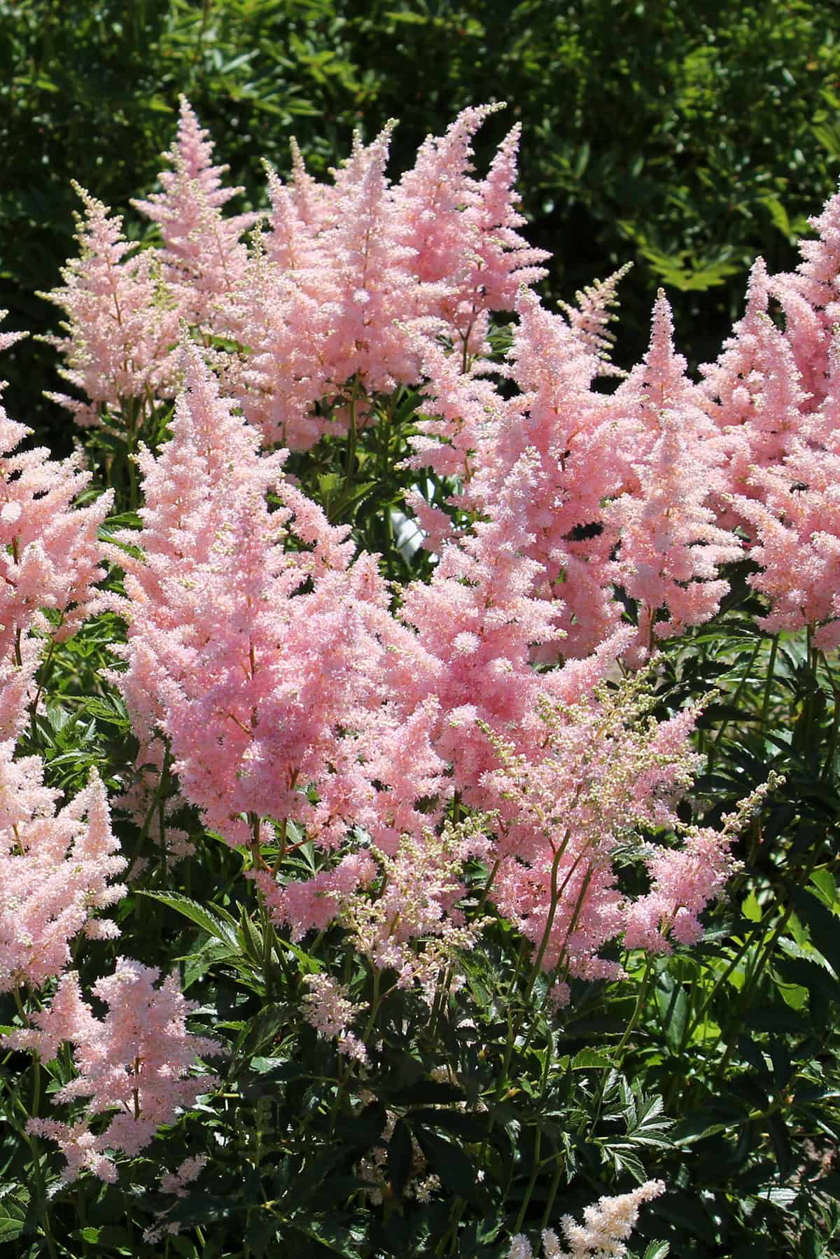 Astilbe