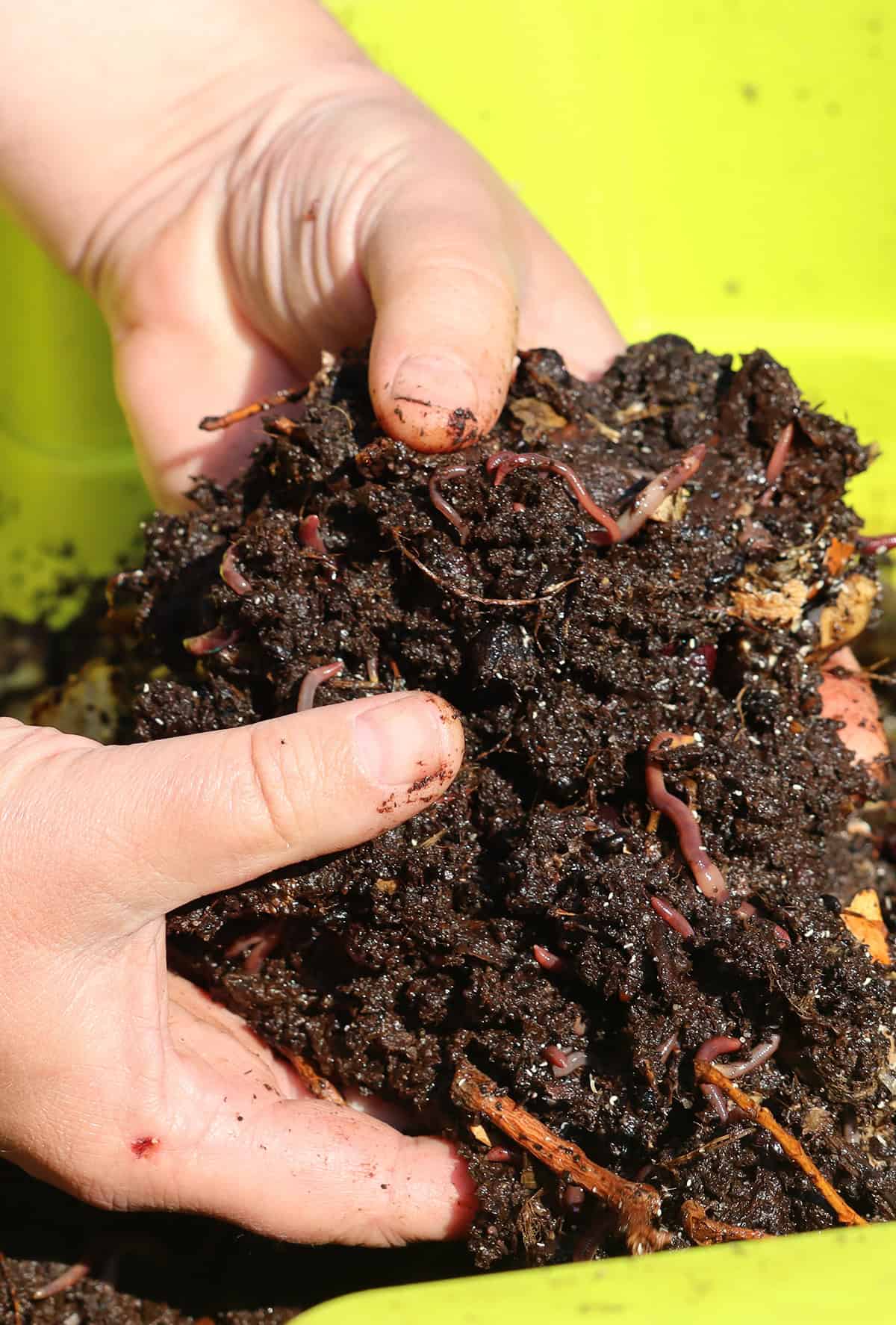 Attract Earthworms To The Garden