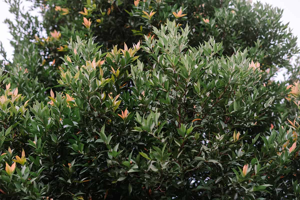 Australian Brush Cherry (Syzygium paniculatum)