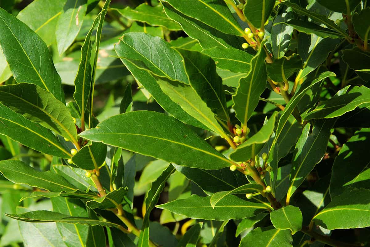 Bay Laurel (Laurus nobilis)