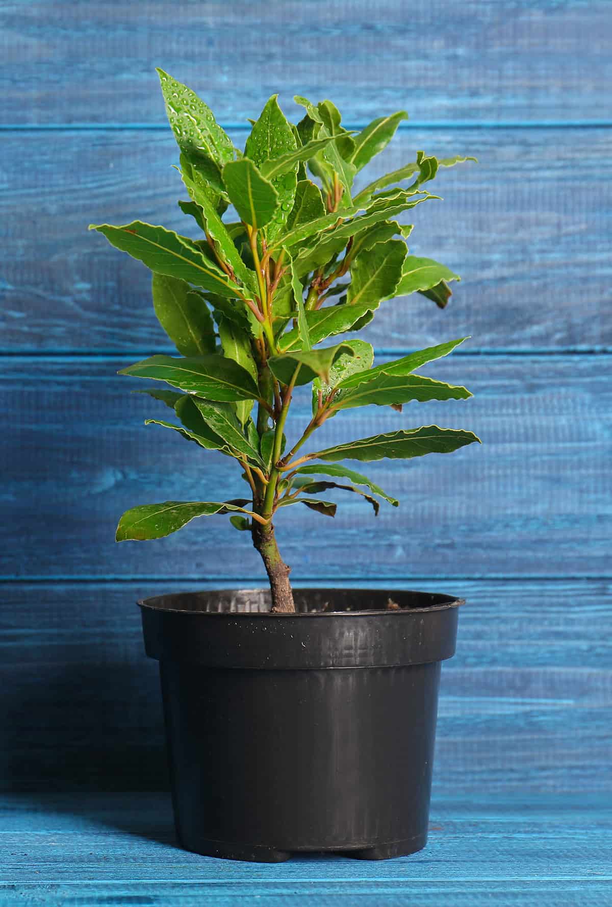 Bay Laurel