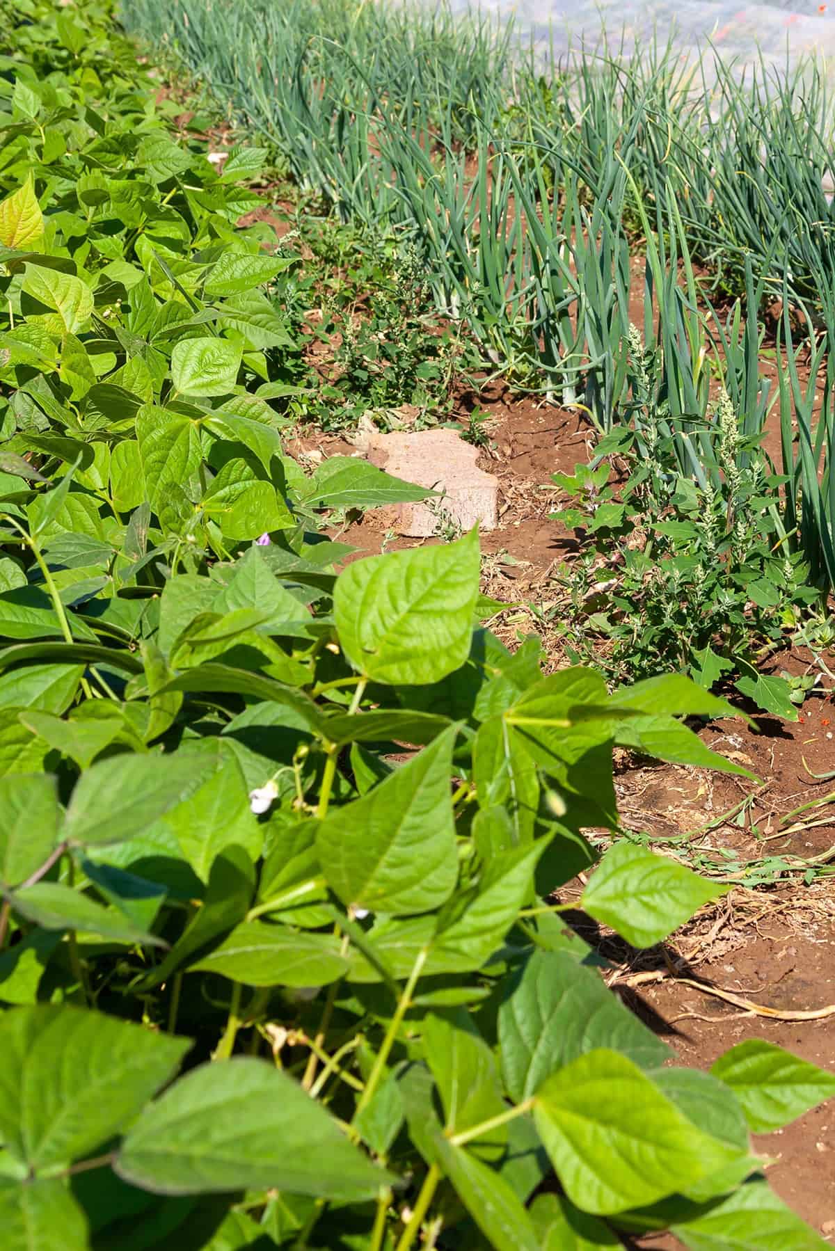 Beans And Onions