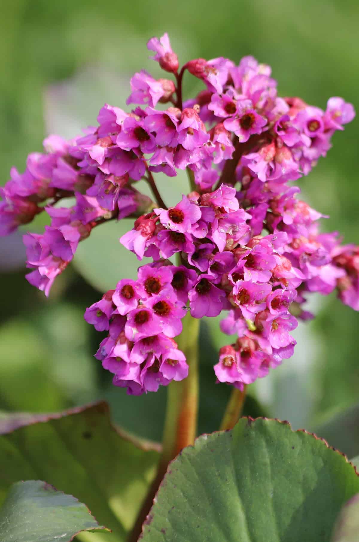 Bergenia