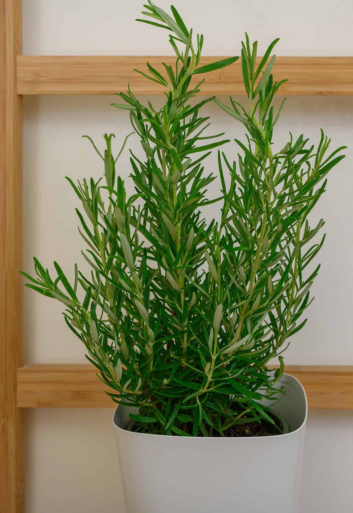 Best Containers For Growing Rosemary