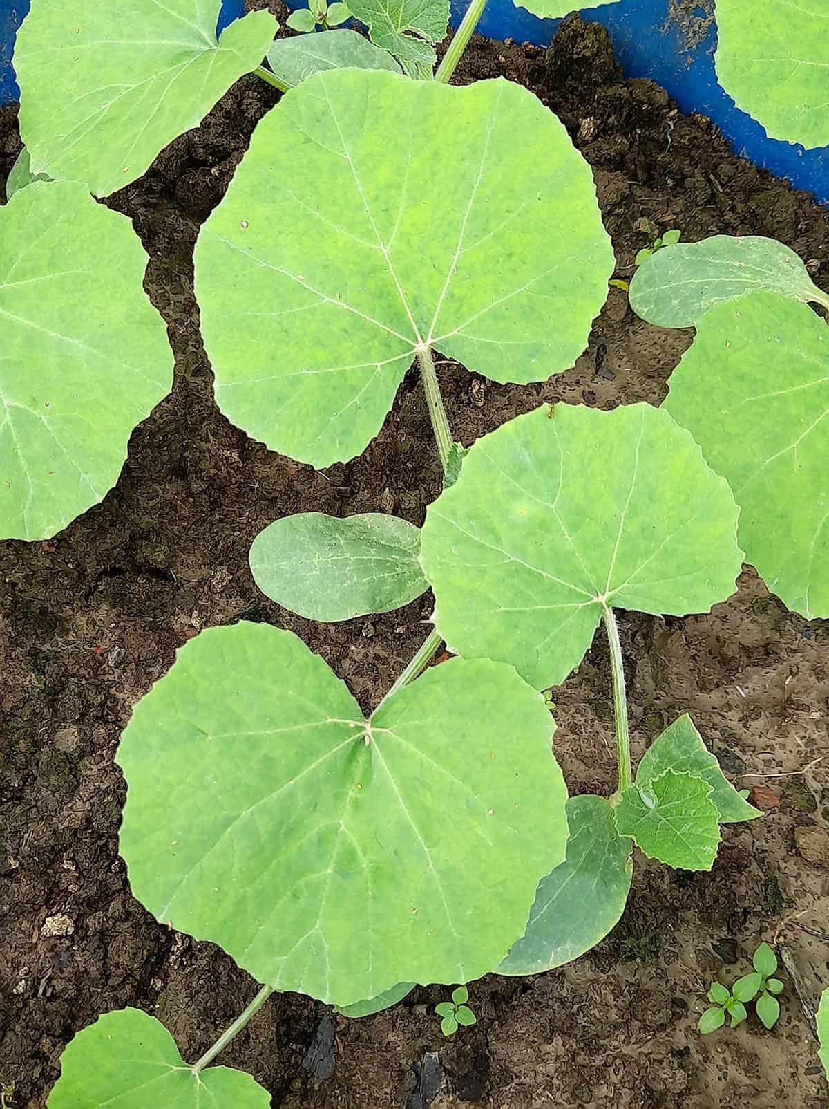 Best Time Of Year To Plant