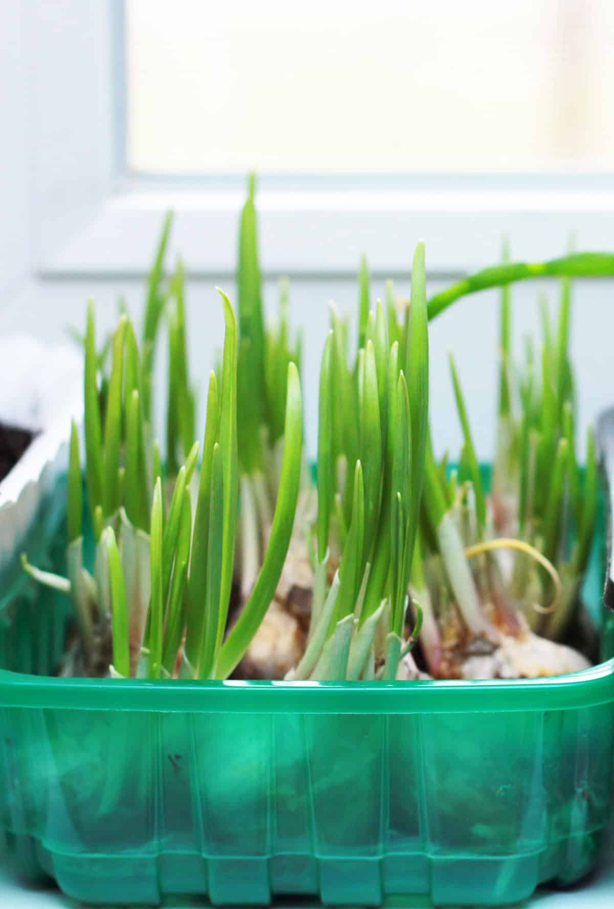 Best Time to Propagate Garlic