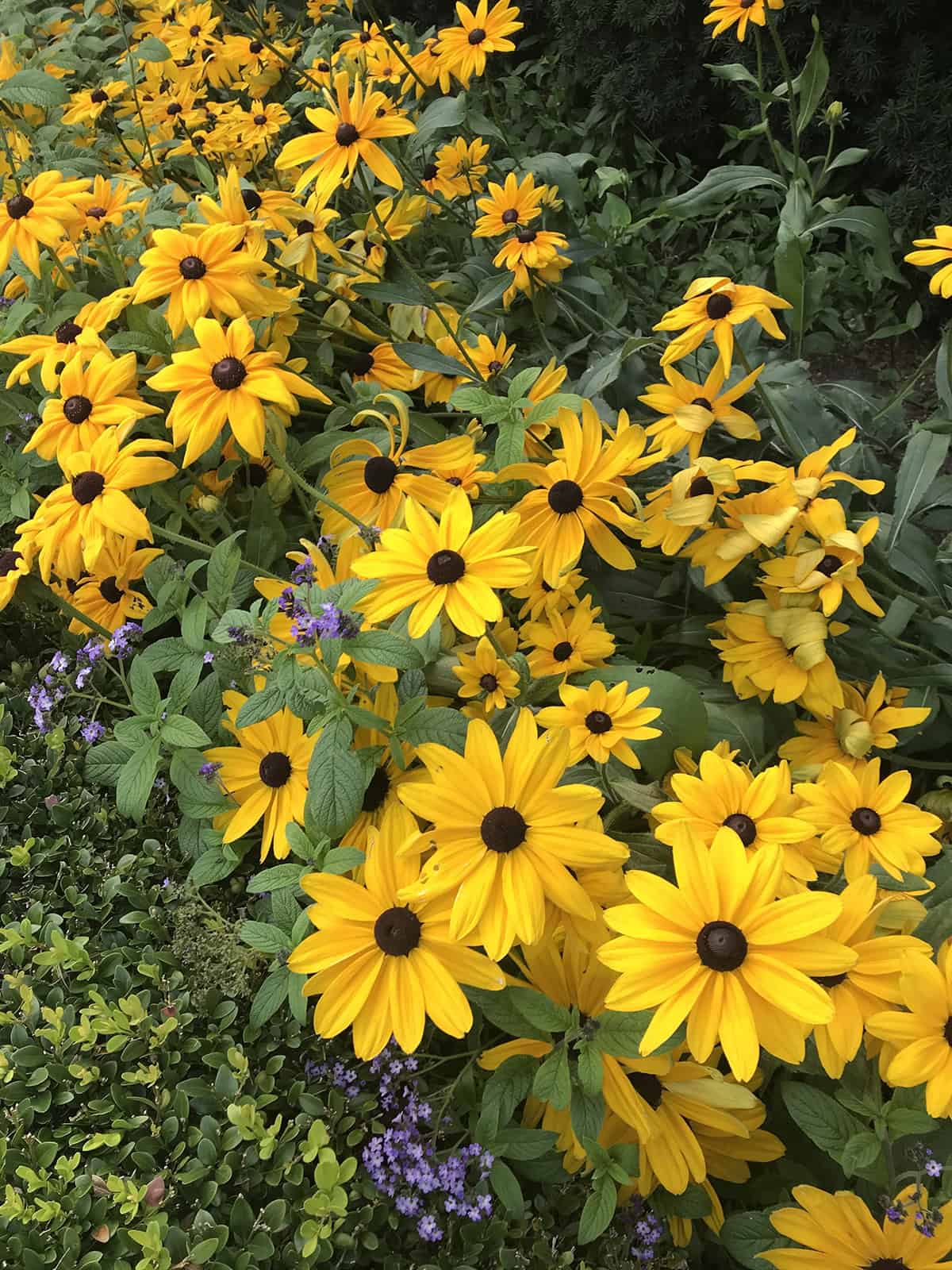Black Eyed Susan