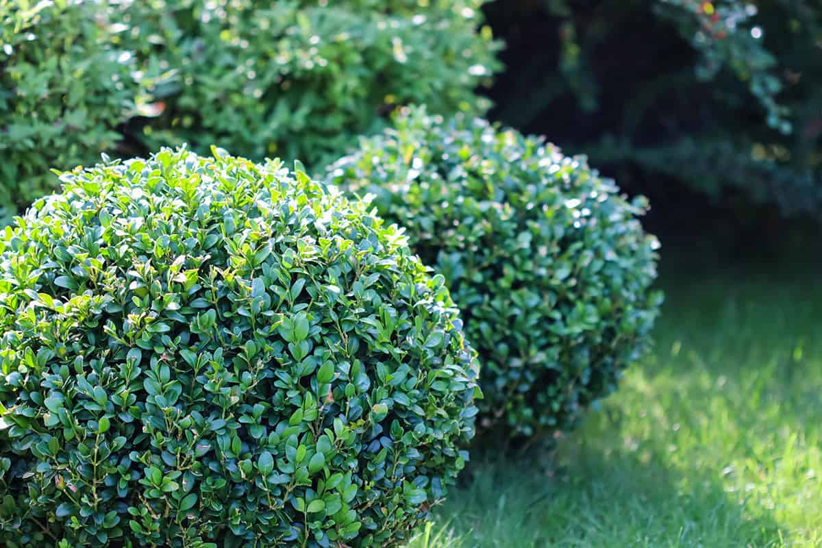 Boxwood (Buxus sempervirens)