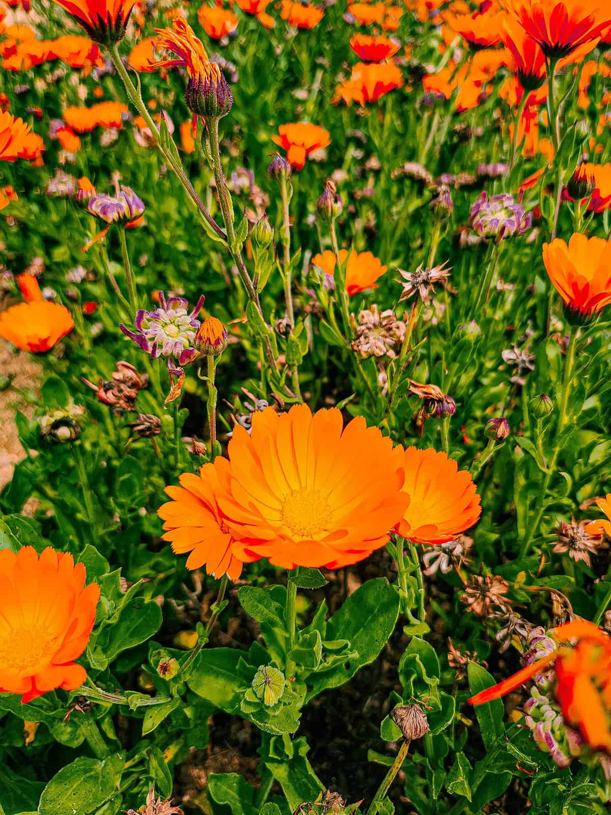 Calendula (Pot Marigold)