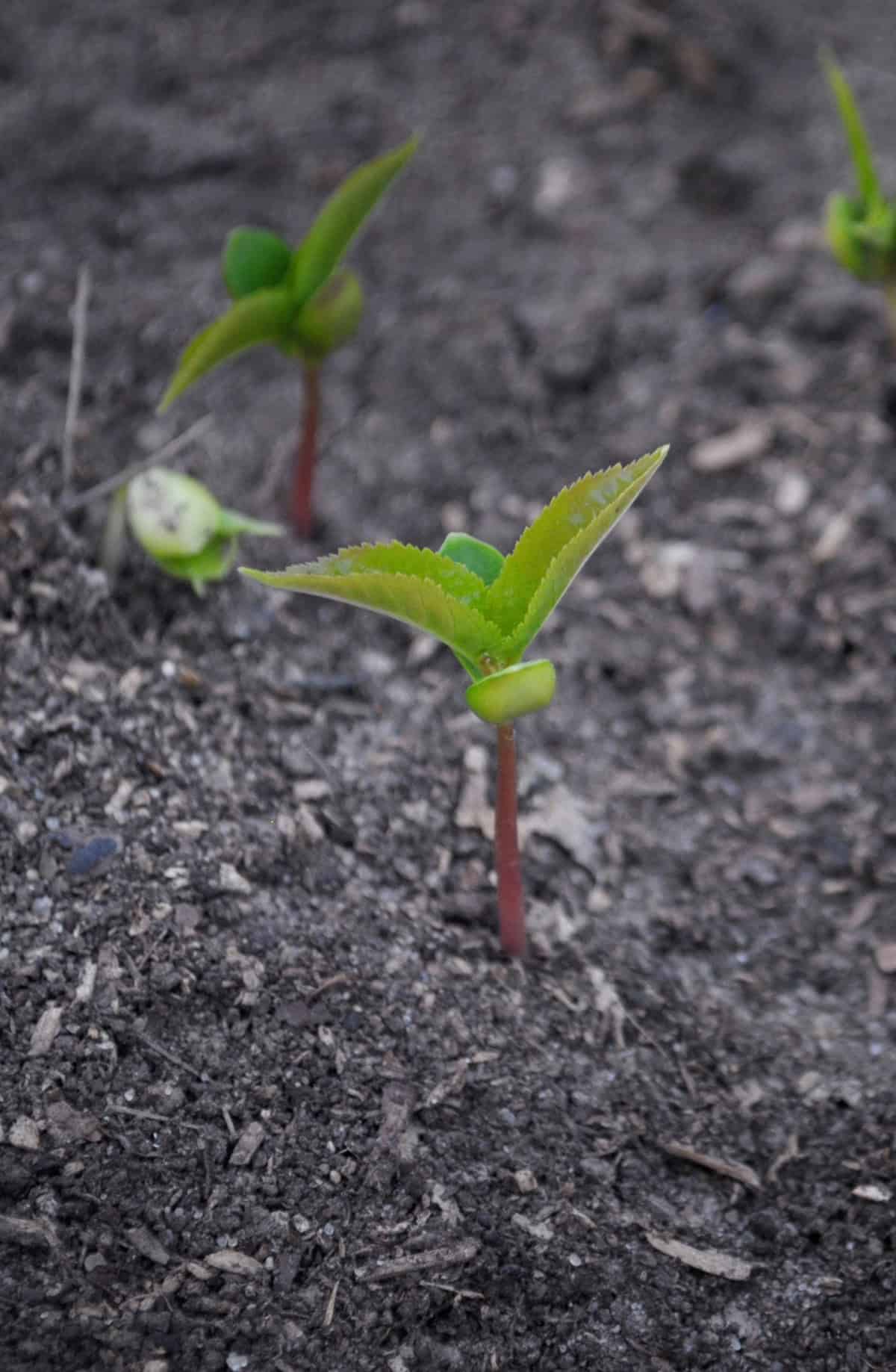 Can You Grow A Cherry Tree From Seeds
