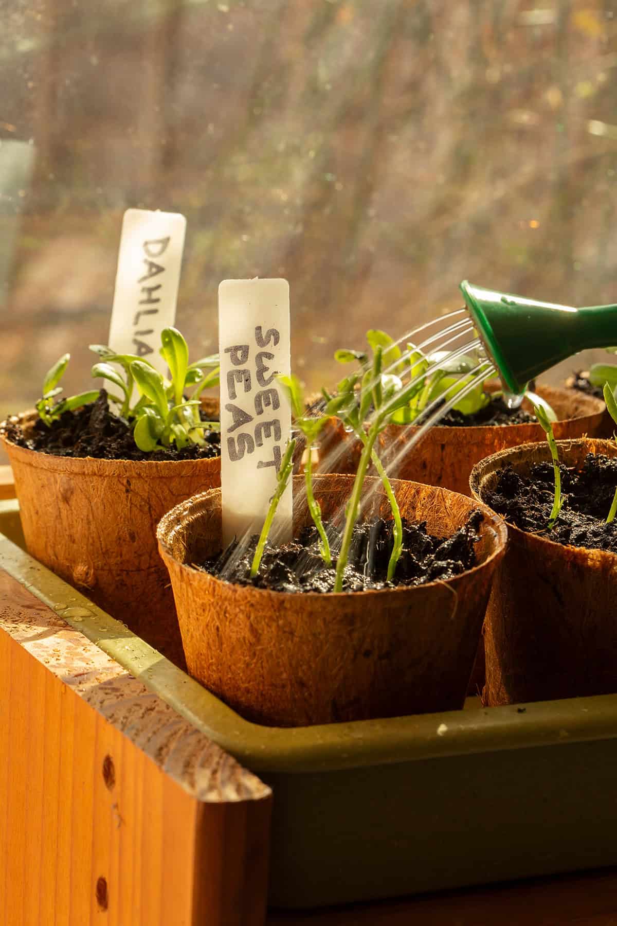 Caring For Sweet Pea Plants