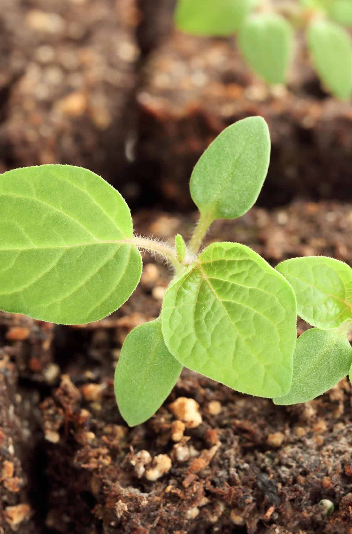 Caring For Young Cherry Seedlings