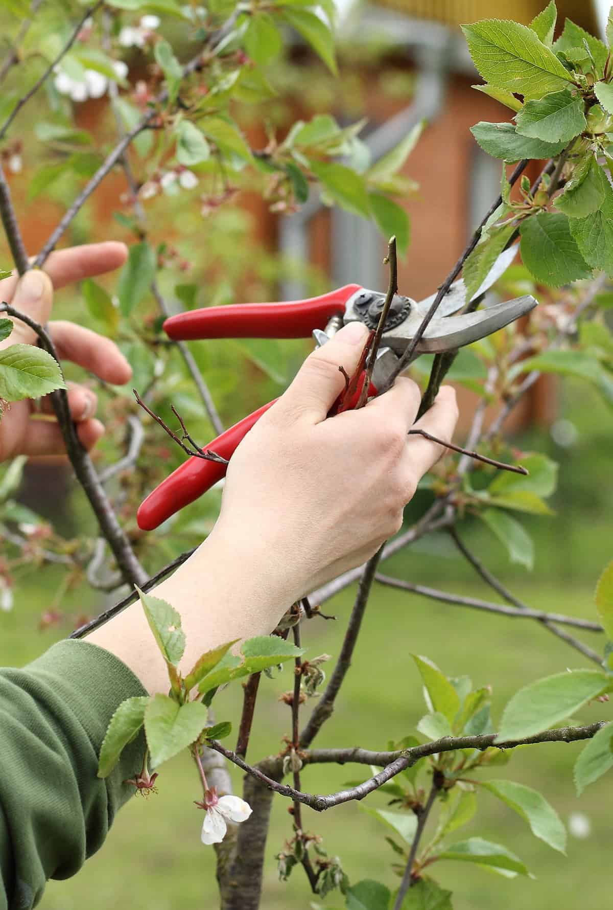 Caring for Cherry Trees