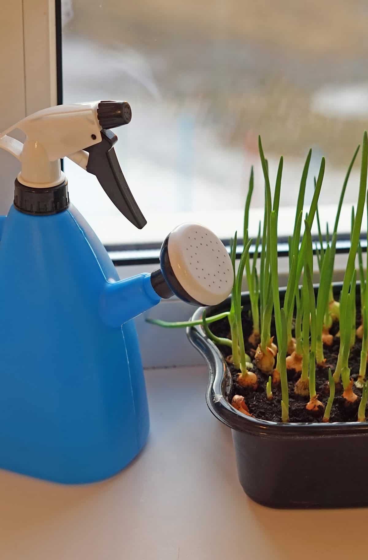 Caring for Container Grown Onions