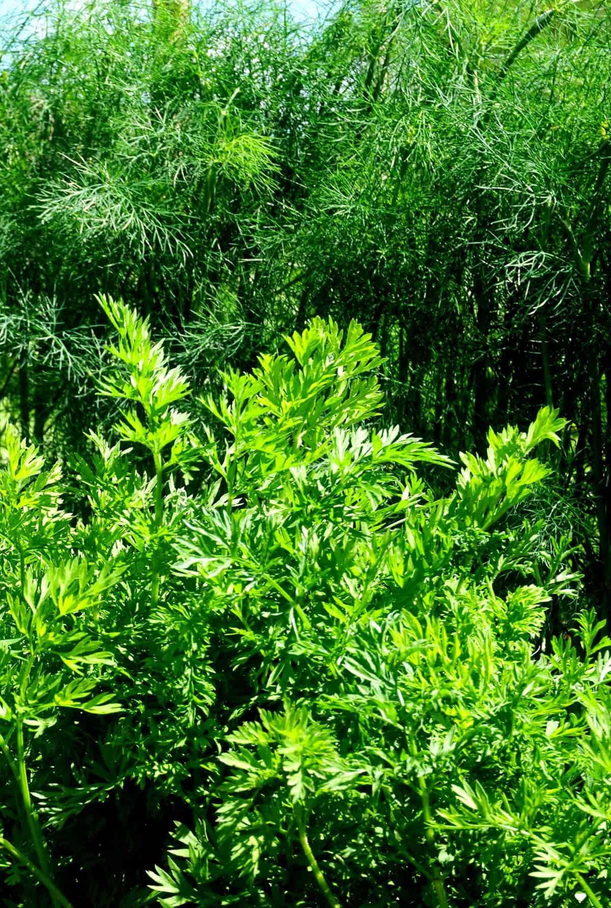 Carrots And Dill