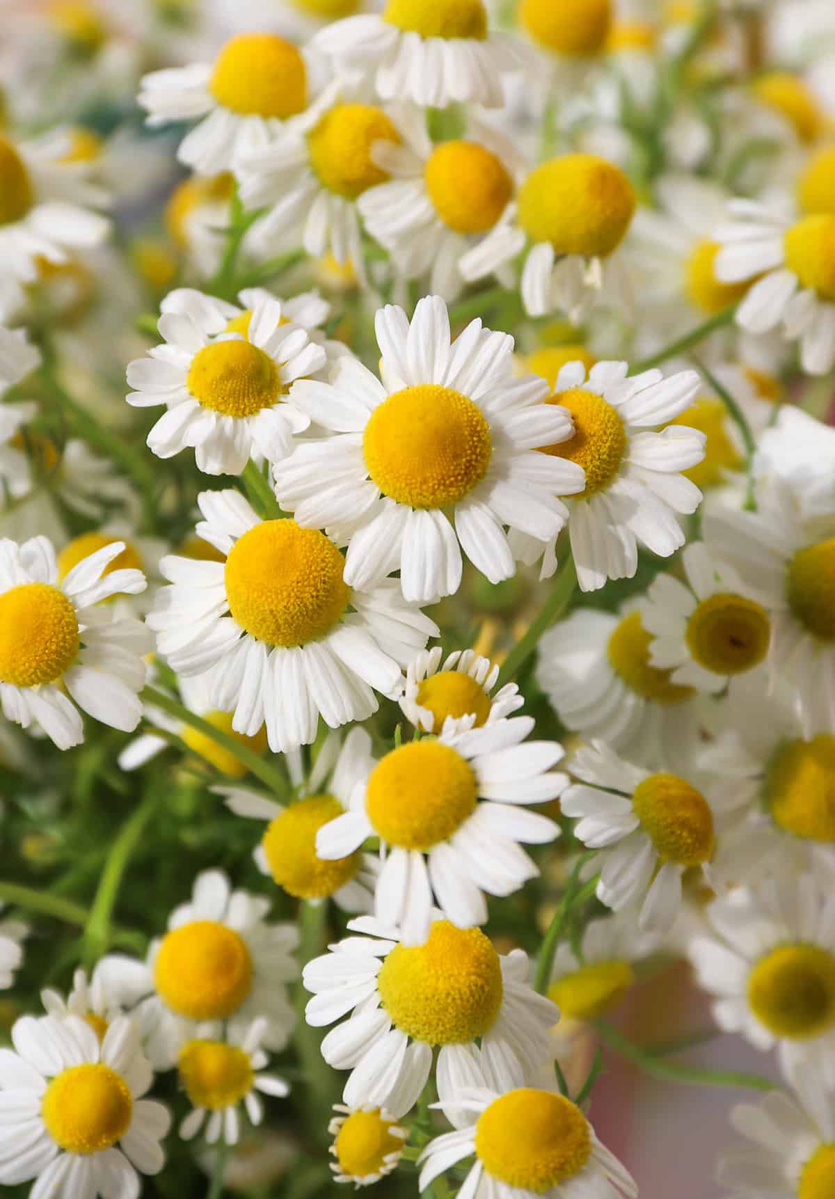 Chamomile
